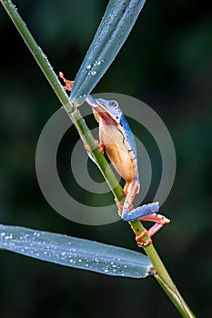 Red-eyed Tree Frog, Agalychnis callidryas,costa rica