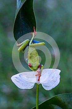 Red-eyed Tree Frog, Agalychnis callidryas,costa rica