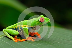Red-eyed Tree Frog, Agalychnis callidryas, Costa Rica