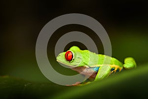 Red-eyed Tree Frog, Agalychnis callidryas, Costa Rica. Beautiful frog from tropical forest. Jungle animal on the green leave. Frog