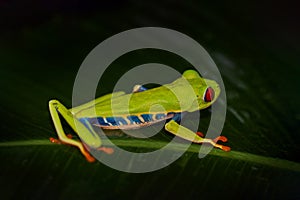 Red-eyed Tree Frog, Agalychnis callidryas, Costa Rica. Beautiful frog from tropical forest. Jungle animal on the green leave. Frog