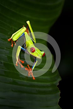 Red-eyed Tree Frog, Agalychnis callidryas, Costa Rica. Beautiful frog from tropical forest. Jungle animal on the green leave. Frog