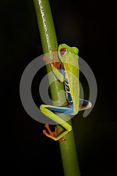 Red-eyed Tree Frog, Agalychnis callidryas, Costa Rica. Beautiful frog from tropical forest. Jungle animal on the green leave. Frog