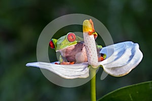 Red-eyed Tree Frog, Agalychnis callidryas,costa rica