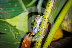Red-eyed tree frog (Agalychnis callidryas) in Drake bay (Costa Rica)