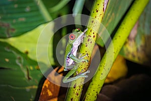 Red-eyed tree frog (Agalychnis callidryas) in Drake bay (Costa Rica)