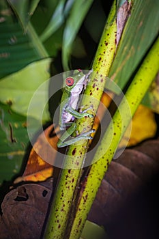 Red-eyed tree frog (Agalychnis callidryas) in Drake bay (Costa Rica)