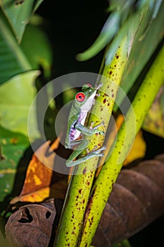 Red-eyed tree frog (Agalychnis callidryas) in Drake bay (Costa Rica)