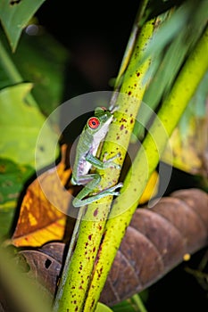 Red-eyed tree frog (Agalychnis callidryas) in Drake bay (Costa Rica)