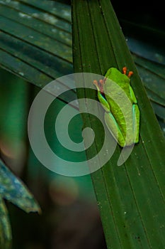 Red-eyed tree frog Agalychnis callidryas in a forest near La Fortuna, Costa Ri
