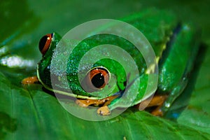 Red-eyed tree frog Agalychnis callidryas in a forest near Tortuguero, Costa Ri