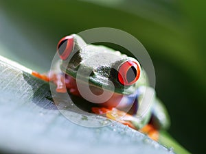 Red-eyed tree frog (62) agalychnis callidryas