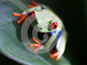 Red-eyed tree frog (68) agalychnis callidryas