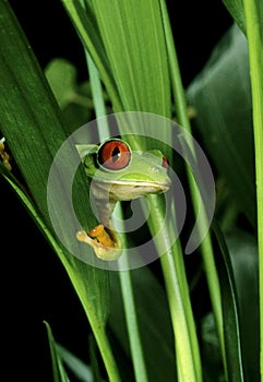 Red-Eyed Tree Frog, agalychnis callidryas, Head emerging from Leaves