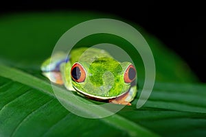 Red-eyed tree frog, Agalychnis callidryas, La Fortuna, Costa Rica wildlife