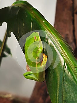 Red eyed tree frog Agalychnis callidryas on leaf