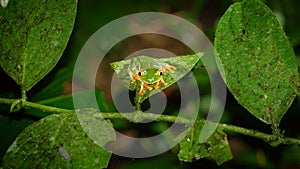 Red-eyed Tree Frog, Agalychnis callidryas by night