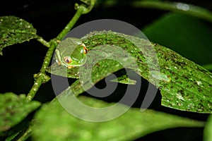 Red-eyed Tree Frog, Agalychnis callidryas by night in Costa Rica