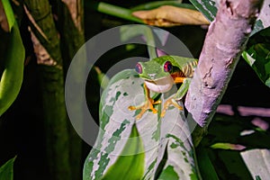 Red-Eyed Tree Frog (Agalychnis callidryas) at night sitting in a plant, taken in Costa Rica