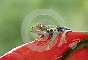 A Red-eyed tree frog, Agalychnis callidryas perched on a plant, Costa Rica