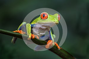 Red-eyed Tree Frog - Agalychnis callidryas