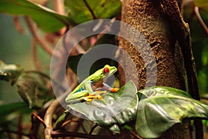 Red-eyed tree frog Agalychnis callidryas rest on a leaf