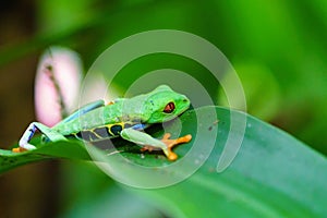 Red-Eyed Tree Frog (Agalychnis callidryas) resting on the edge of a lead, taken in Costa Rica