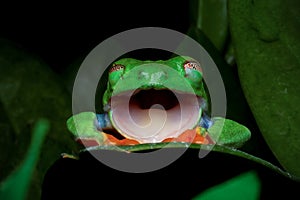 Red-eyed tree frog Agalychnis callidryas shedding