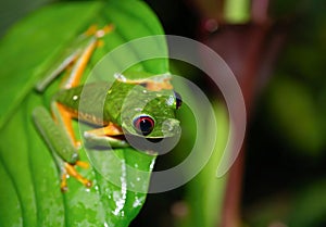 Red-Eyed Tree Frog (Agalychnis callidryas) sitting on edge of a leaf, taken in Costa Rica