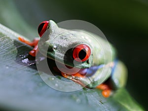 Red eyed tree frog (67) agalychnis callidryas