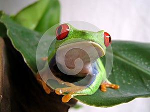 Red-eyed tree frog (3) agalychnis callidryas