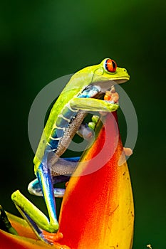 Red-eyed Tree Frog, Agalychnis callidryas, sitting on the green leave in tropical forest