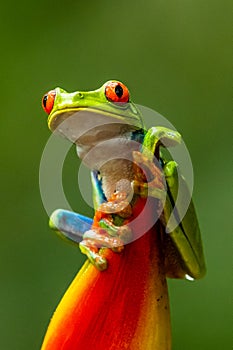 Red-eyed Tree Frog, Agalychnis callidryas, sitting on the green leave in tropical forest