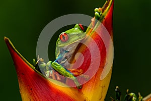 Red-eyed Tree Frog, Agalychnis callidryas, sitting on the green leave in tropical forest