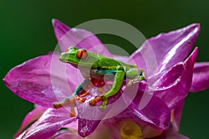 Red-eyed Tree Frog, Agalychnis callidryas, sitting on the green leave in tropical forest