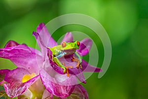 Red-eyed Tree Frog, Agalychnis callidryas, sitting on the green leave in tropical forest