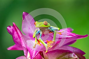 Red-eyed Tree Frog, Agalychnis callidryas, sitting on the green leave in tropical forest