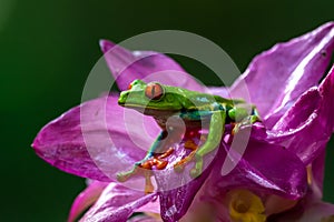 Red-eyed Tree Frog, Agalychnis callidryas, sitting on the green leave in tropical forest in Costa Rica