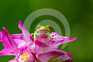 Red-eyed Tree Frog, Agalychnis callidryas, sitting on the green leave in tropical forest in Costa Rica