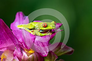 Red-eyed Tree Frog, Agalychnis callidryas, sitting on the green leave in tropical forest in Costa Rica