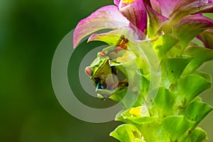 Red-eyed Tree Frog, Agalychnis callidryas, sitting on the green leave in tropical forest in Costa Rica