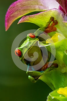 Red-eyed Tree Frog, Agalychnis callidryas, sitting on the green leave in tropical forest in Costa Rica