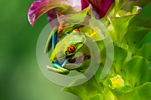 Red-eyed Tree Frog, Agalychnis callidryas, sitting on the green leave in tropical forest in Costa Rica