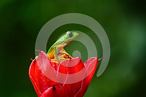 Red-eyed Tree Frog, Agalychnis callidryas, sitting on the green leave in tropical forest in Costa Rica