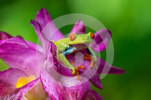 Red-eyed Tree Frog, Agalychnis callidryas, sitting on the green leave in tropical forest in Costa Rica