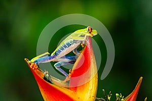 Red-eyed Tree Frog, Agalychnis callidryas, sitting on the green leave in tropical forest