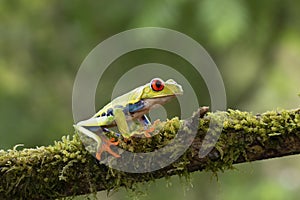 A Red-eyed tree frog, Agalychnis callidryas sitting on a mossy branch, Costa Rica