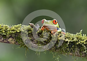 A Red-eyed tree frog, Agalychnis callidryas sitting on a mossy branch, Costa Rica