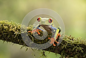 A Red-eyed tree frog, Agalychnis callidryas sitting on a mossy branch, Costa Rica