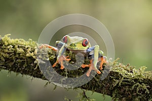 A Red-eyed tree frog, Agalychnis callidryas sitting on a mossy branch, Costa Rica